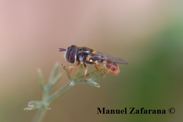 Paragus sp. (Syrphidae)